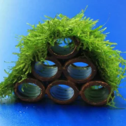 Garnelen Turm Mit Javamoos / Vesicularia Dubyana Bewachsen, Moos 6 Garnelen Turm Mit Javamoos / Vesicularia Dubyana Bewachsen, Moos -Hobby Verkäufe 2022345AD 1 4