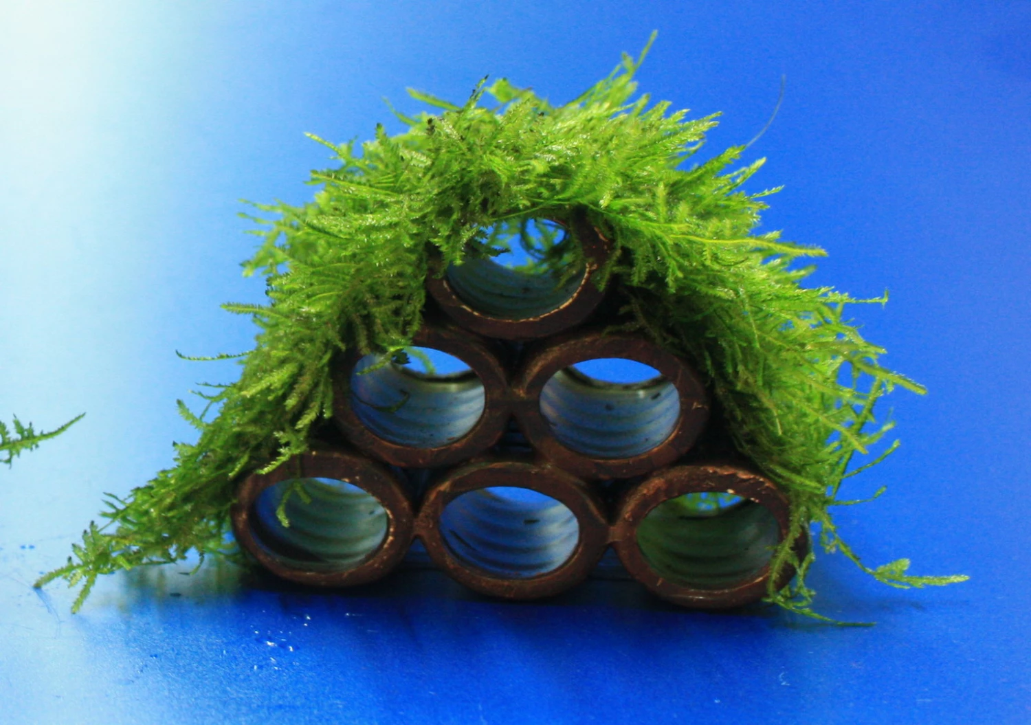 Garnelen Turm Mit Javamoos / Vesicularia Dubyana Bewachsen, Moos 4 Garnelen Turm Mit Javamoos / Vesicularia Dubyana Bewachsen, Moos – Bild 2