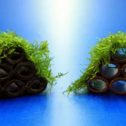 Garnelen Turm Mit Javamoos / Vesicularia Dubyana Bewachsen, Moos 7 Garnelen Turm Mit Javamoos / Vesicularia Dubyana Bewachsen, Moos -Hobby Verkäufe 2022345AD 1 6