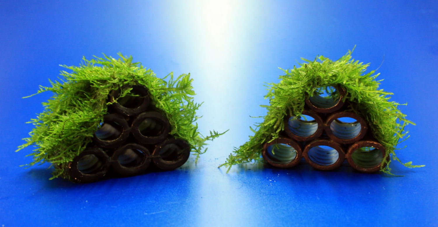 Garnelen Turm Mit Javamoos / Vesicularia Dubyana Bewachsen, Moos 5 Garnelen Turm Mit Javamoos / Vesicularia Dubyana Bewachsen, Moos – Bild 3