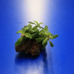 Lavastein Mit Staurogyne Spec. 'Bihar'