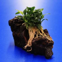 Pangolin-Speerblatt Auf Eisenholz / Anubias Barteri Var. Nana 'Pangolino' Auf Mopani-Wurzel -Hobby Verkäufe 207wf 1 2