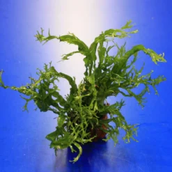 Kleiner Lavastein Mit Javafarn WINDELOV / Microsorum Pteropus Windelov Auf Lavastein