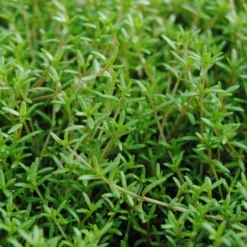 Nadelkraut,weiß / Crassula Recurva Im 9x9 Cm Topf