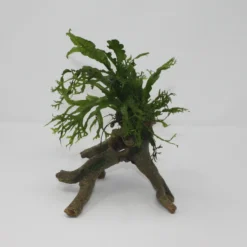 Windelov Javafarn Stelzwurzel - Mit Microsorum Windelov