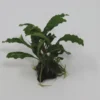 Bucephalandra Spec. Auf Nussschale -Hobby Verkäufe 211wf 1 1
