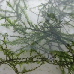 Quellmoos / Fontinalis Antipyretica In Einer 125 Ml Dose