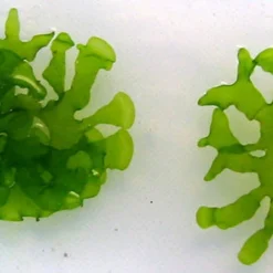 Süßwassertang / Lomariopsis Lineata In Einer Dose -Hobby Verkäufe 21599pl 1 4