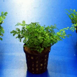 Mini-Bolbitis, Mini-Wasserfarn / Bolbitis (heteroclita) Difformis -Hobby Verkäufe 220910AN 1 2