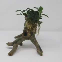 Kriechende Anubias Stelzwurzel - Mit Anubias Nana 'paxing'