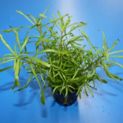 Pogostemon Stellatus 'Octopus'