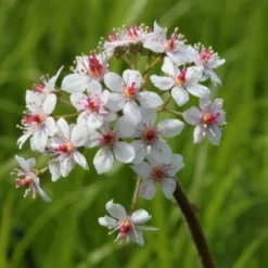 Schildblatt, Rosa / Darmera Peltata - Peltiphyllum Peltatum Im 9x9 Cm Topf