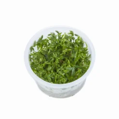 1-2-GROW! Kleiner Fluss-Hahnenfuß / Ranunculus Inundatus 10 1-2-GROW! Kleiner Fluss-Hahnenfuß / Ranunculus Inundatus -Hobby Verkäufe 22CTC T 1 6