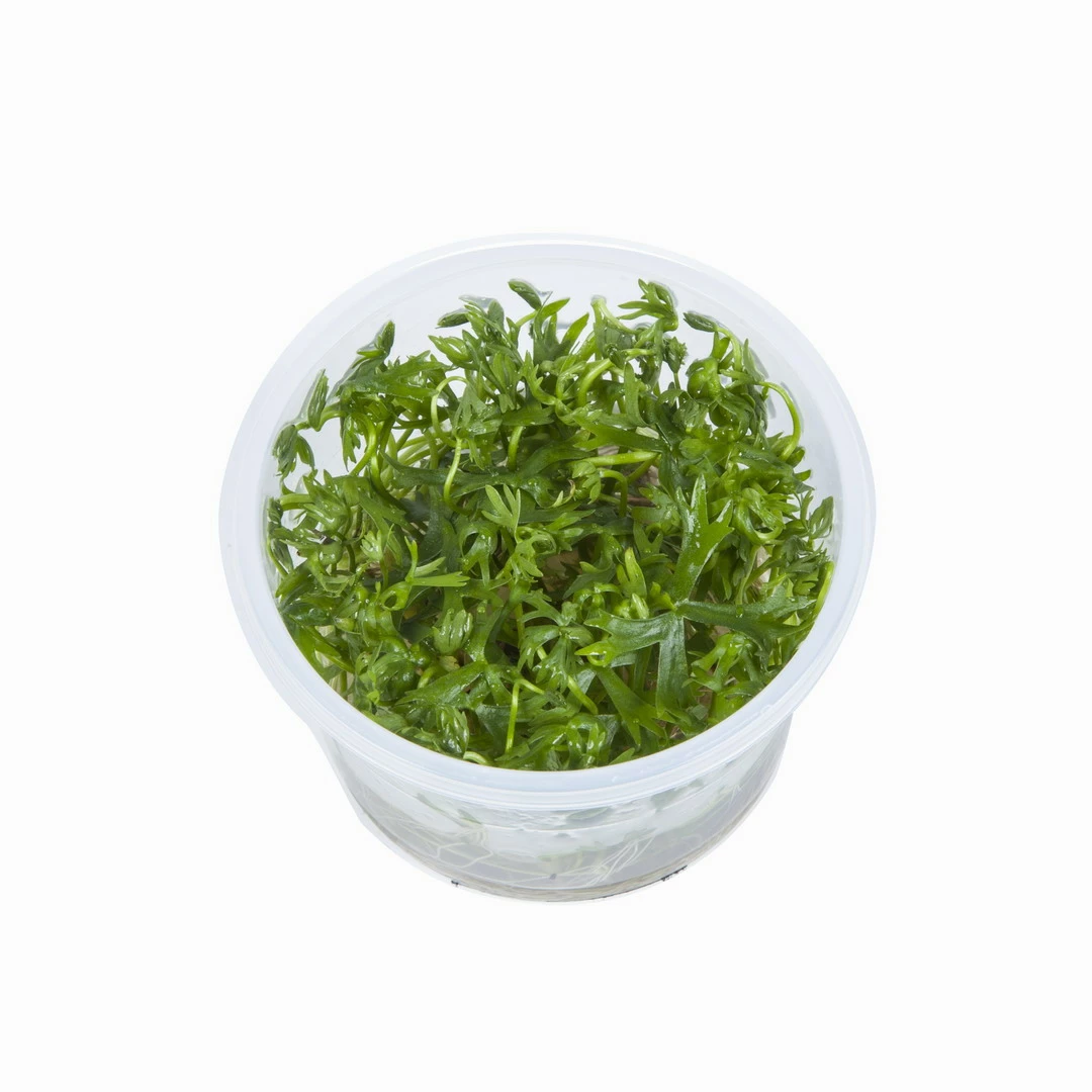 1-2-GROW! Kleiner Fluss-Hahnenfuß / Ranunculus Inundatus 5 1-2-GROW! Kleiner Fluss-Hahnenfuß / Ranunculus Inundatus – Bild 3