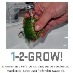 1-2-GROW! Kleiner Fluss-Hahnenfuß / Ranunculus Inundatus 11 1-2-GROW! Kleiner Fluss-Hahnenfuß / Ranunculus Inundatus -Hobby Verkäufe 22CTC T 1 7