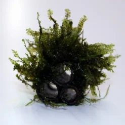 Cameroon Pyramide 2-1 / Plagiochilaceae Sp. Auf Einer Röhren-Pyramide