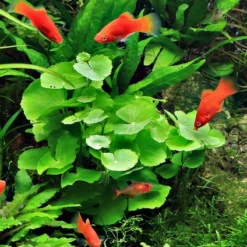 XL In-Vitro Brasilianischer Wassernabel / Hydrocotyle Leucocephala