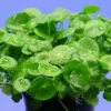 XL In-Vitro Amerikanischer Wassernabel / Hydrocotyle Verticillata -Hobby Verkäufe 250DZ 1