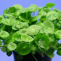 XL In-Vitro Amerikanischer Wassernabel / Hydrocotyle Verticillata