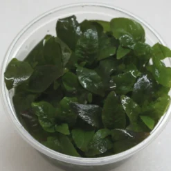 XL In-Vitro Kirschblatt - Riesenwasserfreund / Hygrophila Corymbosa