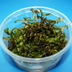 XL In-Vitro Marmorierter Wasserfreud / Hygrophila Polysperma 'Tiger'