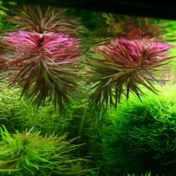 XL In-Vitro Aromatischer Sumpffreund / Limnophila Aromatica - Aromaticoides