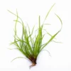 In-Vitro Kriechende Binse / Juncus Repens -Hobby Verkäufe 30009DE 1 2