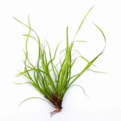 In-Vitro Kriechende Binse / Juncus Repens