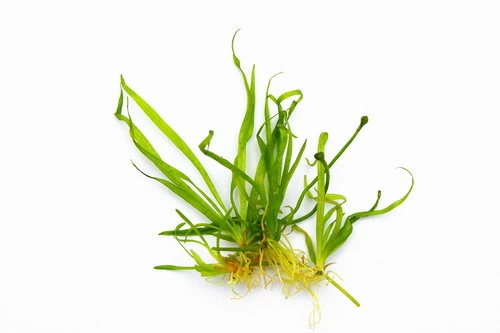 In-Vitro Zwergschwertpflanze / Helanthium Tenellum ´Broad Leaf´ (Echinodorus Tenellus ´Broad Leaf´) 3 In-Vitro Zwergschwertpflanze / Helanthium Tenellum ´Broad Leaf´ (Echinodorus Tenellus ´Broad Leaf´)