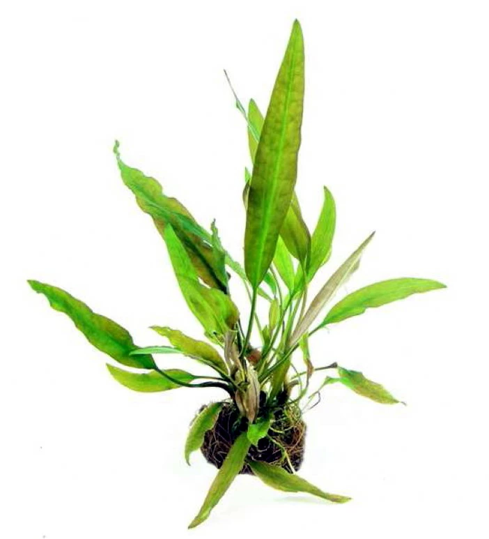 In-Vitro Riesen-Wasserkelch / Cryptocoryne Usteriana 3 In-Vitro Riesen-Wasserkelch / Cryptocoryne Usteriana
