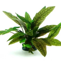 In-Vitro Marmorierter Wasserkelch / Cryptocoryne X Purpurea