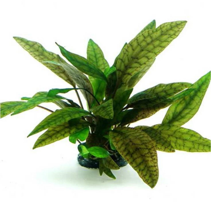 In-Vitro Marmorierter Wasserkelch / Cryptocoryne X Purpurea 3 In-Vitro Marmorierter Wasserkelch / Cryptocoryne X Purpurea
