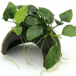 Coco Cave Mit Anubias Nana / Zwergspeerblatt Auf Kokosnuss-Höhle