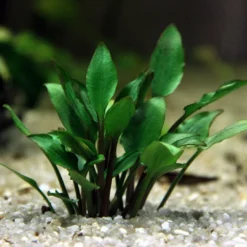 DENNERLE Hobbit's Zwerg-Wasserkelch / Cryptocoryne Lutea ´Hobbit´ 5 DENNERLE Hobbit's Zwerg-Wasserkelch / Cryptocoryne Lutea ´Hobbit´ -Hobby Verkäufe 30031DE 1 4 1