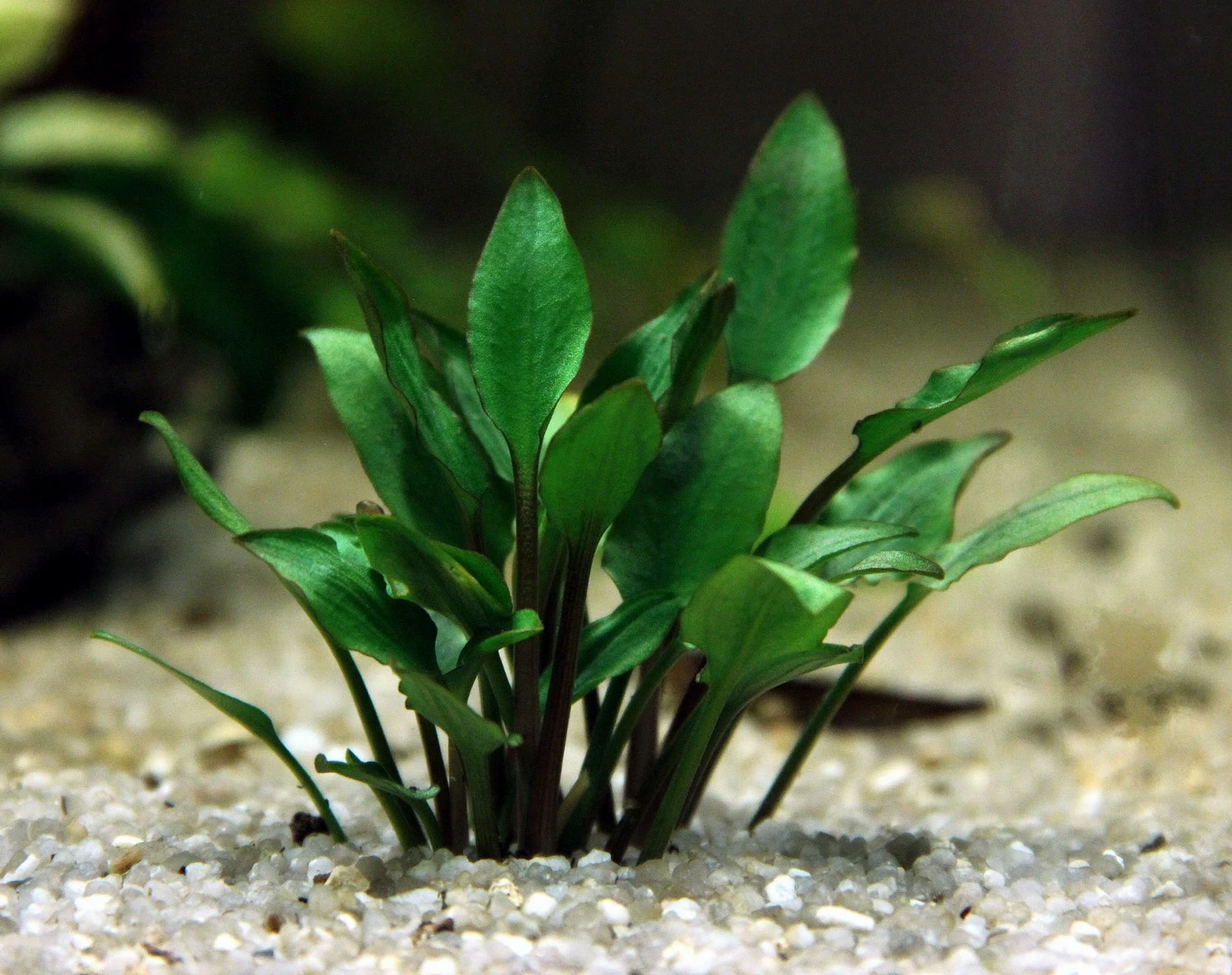 In-Vitro Hobbit's Zwerg-Wasserkelch / Cryptocoryne Lutea ´Hobbit´ 4 In-Vitro Hobbit's Zwerg-Wasserkelch / Cryptocoryne Lutea ´Hobbit´ – Bild 2