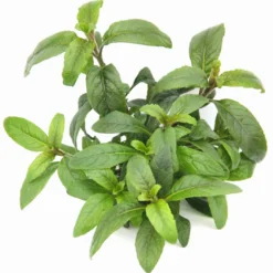 **** NEU *** Staurogyne Spec. 'Bihar'