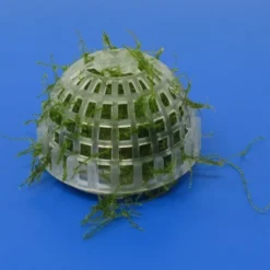 Mini Pflanzkissen - Mooskuppel