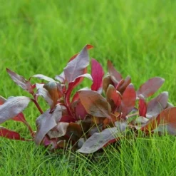 In-Vitro Lilablättriges Papageienblatt / Alternanthera Reineckii ´Lila´