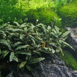 Bucephalandra Spec. Wavy Leaf Im Topf ***RARITÄT***