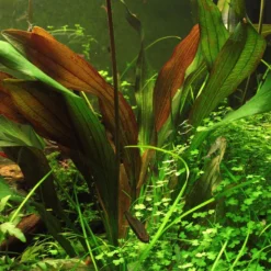 MUTTERPFLANZE Dennerle Echinodorus ´Red Chamäleon´