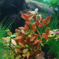 DENNERLE Ludwigia Spec.´Dark Orange´