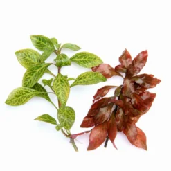 In-Vitro Ludwigia Sp. 'Atlantis' -Hobby Verkäufe 30078DE 1 4 2