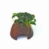 Nano Cave Mit Anubias Nana Bonsai 2 Nano Cave Mit Anubias Nana Bonsai -Hobby Verkäufe 30087DE 1