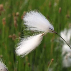 Scheidiges Wollgras, Weiß / Eriophorum Vaginatum Im 9x9 Cm Topf