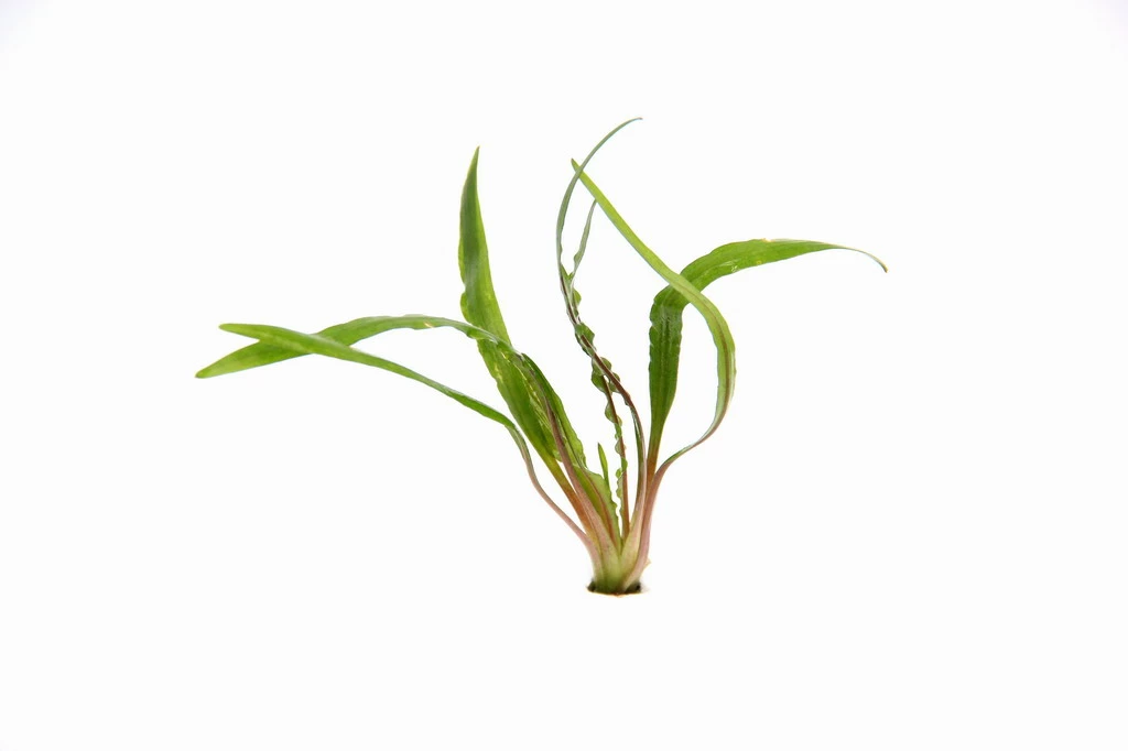 Gedrehter Wasserkelch / Cryptocoryne Retrospiralis 3 Gedrehter Wasserkelch / Cryptocoryne Retrospiralis