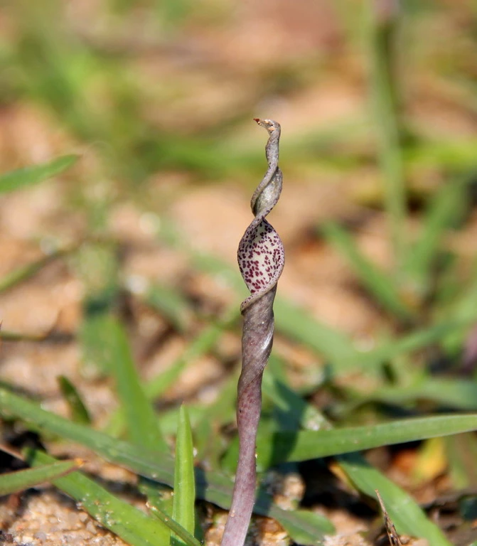 Gedrehter Wasserkelch / Cryptocoryne Retrospiralis 4 Gedrehter Wasserkelch / Cryptocoryne Retrospiralis – Bild 2