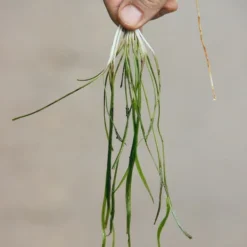 Dennerle Sivadasans Wasserkelch / Cryptocoryne Sivadasanii -Hobby Verkäufe 30142DE 1 2