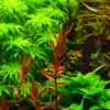 Dennerle Rotala Macrandra "Narrow Red" -Hobby Verkäufe 30144DE 1 1