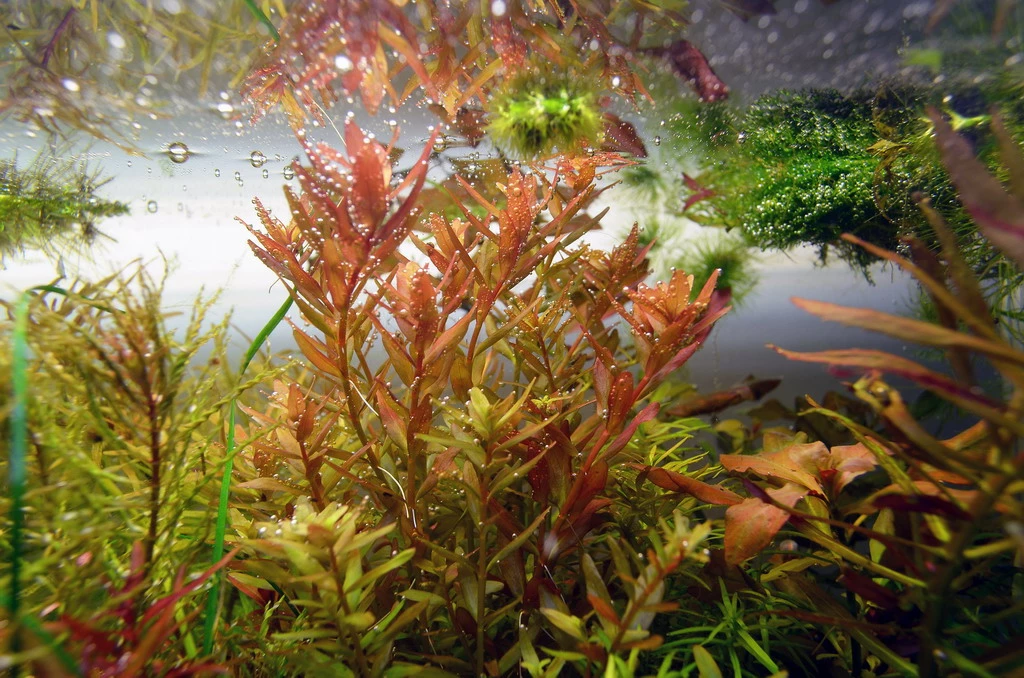 Dennerle Rotala Spec. "Coin Leaf" 3 Dennerle Rotala Spec. "Coin Leaf"