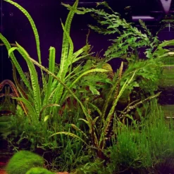 In-Vitro Grasblättrige Wasserkelch / Cryptocoryne Crispatula
